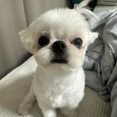 곧;그곳 | 청주 오창 카페 양지리, 그곳 방문후기(애견동반 카페)