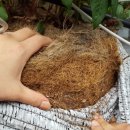 코코농장 1 이미지