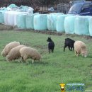 돌산봉덕초등학교 이미지