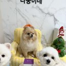 레이 | 다둥이네 닥터레이 판크레타 후기💖