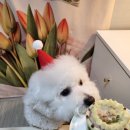 댕케이크 | [우피이피] 강아지케이크.쿠키DIY🩷🎂🩷