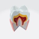 금강치과의원 이미지