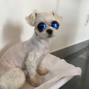 이자매펫미용원 이미지