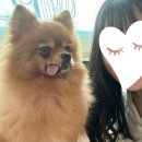 개꿈 | 청주 유기견카페 개꿈, 다양한 강아지들 만나고 온 후기