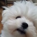 우보리