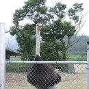 026.미2사단후문_1 | 포천 고남산 산행기...경기도 포천시(644.2m)