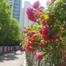 구일소공원 이미지