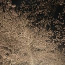 봉계소머리곰탕 - 울릉읍 | 일상기록 - (4월 1-2주차 기록)