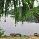 버드나무 이미지