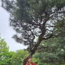 847회 토요걷기(4/20)석수산~와룡산~꽃뫼산을 걸었습니다 이미지