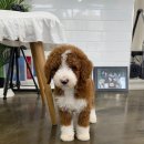 마리켄넬 24시강아지분양 애견분양 애견샵 이미지