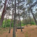 파인힐 캠프 | [충남예산캠핑장] 파인힐캠프 이용후기 / 반려동물동반가능 전국에서 가장 조용한 캠핑장