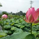 울미연꽃마을 이미지