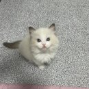 일산고양이분양&미용 반하나캣 이미지