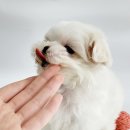 멍스타 김포강아지 분양 이미지