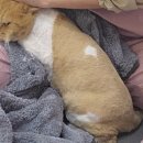 고양이무마취미용 묘갱살롱 이미지