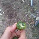 치악농장 이미지