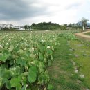 2018.7.30.함안 강주 해바라기 축제.악양루.함안 연꽃 테마파크.악양.풍운.장천 파크골프 라운딩 견학.여행사진(3) 이미지