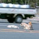 멍멍이가 있는 집 이미지