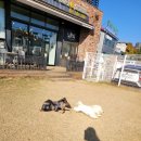 애견카페왕 이미지