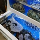 청년조개 이미지