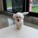 아산 반려견 교육센터 이미지