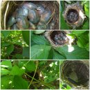 새들의 정원 이미지