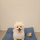 두리애견 이미지