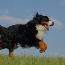 댕큐 애견유치원, 애견호텔 이미지