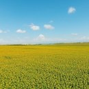 스마트폰 활용과 영상제작 이미지