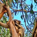 로드짐(ROAD GYM) | 호주 멜버른 여행 그레이트 오션로드 당일치기 | 한국어 가이드 투어 후기