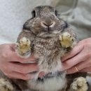 광주TNR동물병원(송정) 이미지