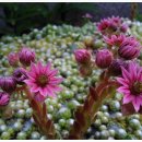 바위솔민박 이미지