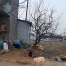 안궁청기와