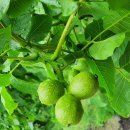 광덕농장 이미지