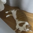 위케어동물의료센터 이미지