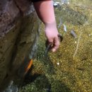 인싸피시 이미지