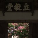 한국 건축사 백미, 병산서원…그 서원의 백미, 배롱나무꽃 이미지
