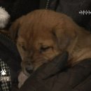 한국인의끼