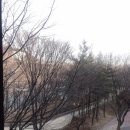 유자매나라