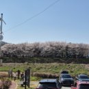 번암리 조천 연꽃공원2 이미지