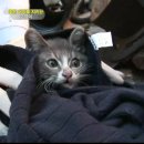 낭만고양이 이미지