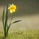 수선화에게 - 슬픔의 시인 정호승(鄭浩承) 이미지