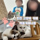 랙돌카페냐옹 이미지