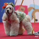 우아하개 뉴시스