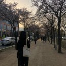 달인의찜닭 하양점 | /대구 벚꽃 투어/ 아양교 어귀, 수성못에서 벚꽃, 개나리 만끽하다.