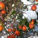 평창밧데리 이미지