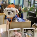 퍼피무드 이미지