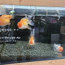 엔젤인어항 이미지