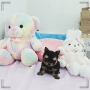 강아지분양 마이댕냥 일산점 | 강아지 분양을 알아보고 계신다면 읽어보세요, 일산 강아지분양 마이댕냥 일산점